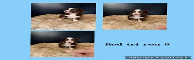 Australian Shepherd 9