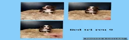 Australian Shepherd honden te koop: Mooie Australian Shepherd pups - Advertentie 9
