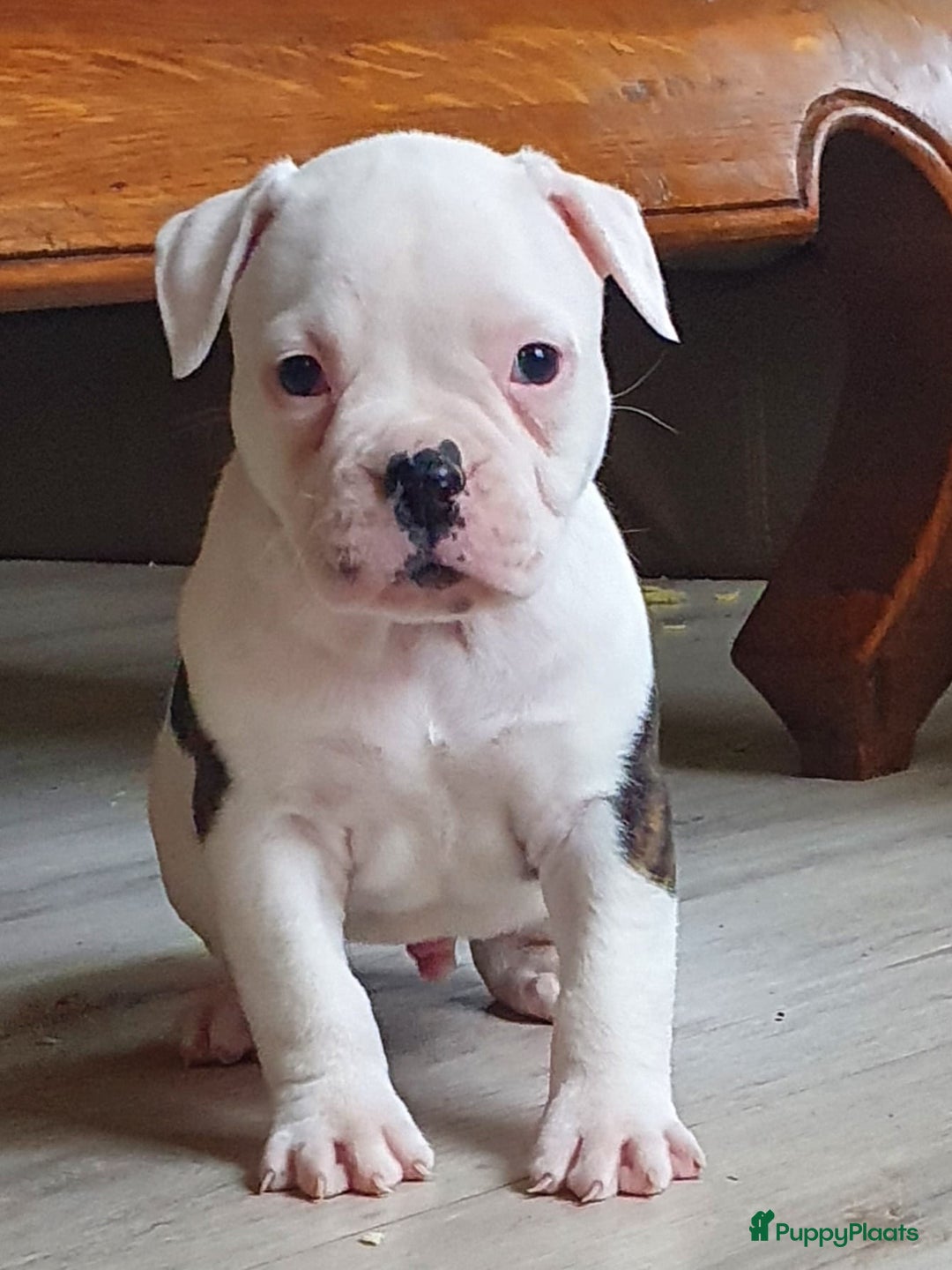 Amerikaanse Bulldog honden te koop: Prachtige Amerikaanse bulldog pups met stamboom - Advertentie 9