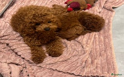 Poedel Toy honden te koop: 🐾Toy poedel, toy poodle, mini poedel, toypoedel🐾 - Afbeelding 5