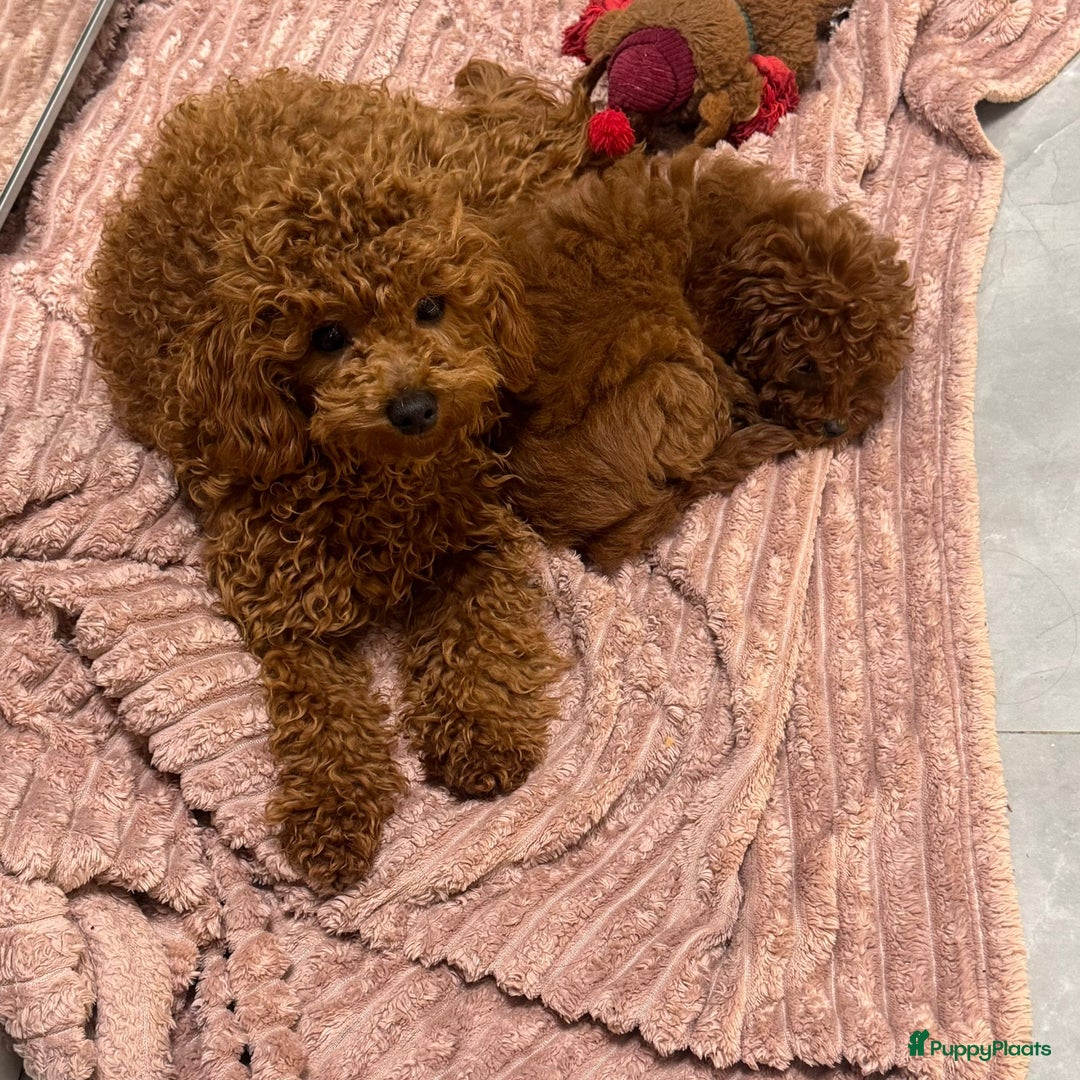 Poedel Toy honden te koop: 🐾Toy poedel, toy poodle, mini poedel, toypoedel🐾 - Afbeelding 5
