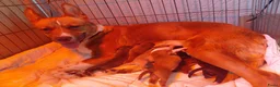 Kruising honden te koop: 6 mix pups in Oosterhout - Advertentie 6