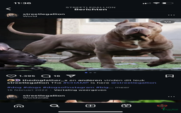 Amerikaanse Bully honden te koop: American Bully XL pups met ABKC stamboom - Afbeelding 8