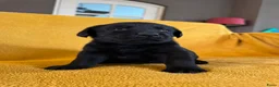 Labrador Retriever honden te koop: Raszuivere zwarte labradorpups - Advertentie 11
