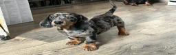 Teckel (korthaar)  honden te koop: Nog drie teckel reutjes  - Advertentie 5