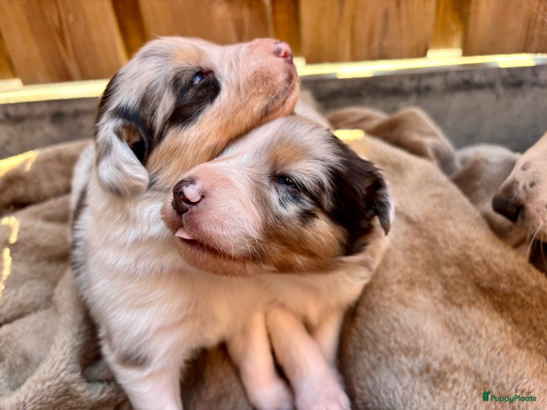 Australian Shepherd honden te koop: Mooie Australian shepherd pups in Bunschoten-Spakenburg - Afbeelding 4