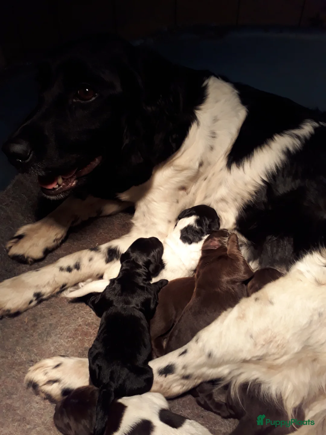 Kruising honden te koop: Kruising pup Bencie!! - Advertentie 18