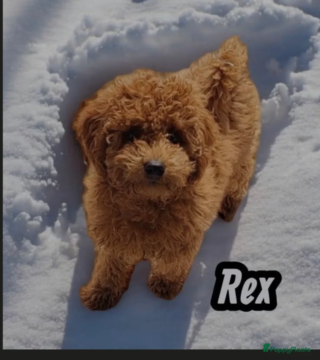 Poedel Toy honden te koop: Toypoedel pups  - Advertentie 1