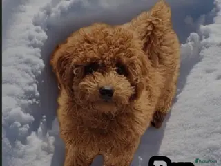 Poedel Toy honden Toypoedel pups - Advertentie 2