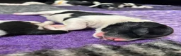 Nederlandse Schapendoes honden te koop: Prachtige schapendoesjes - Advertentie 4