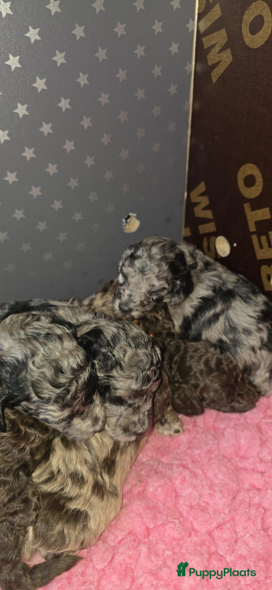 Labradoodle honden Mooie mini labradoodle puppies  - Advertentie 2