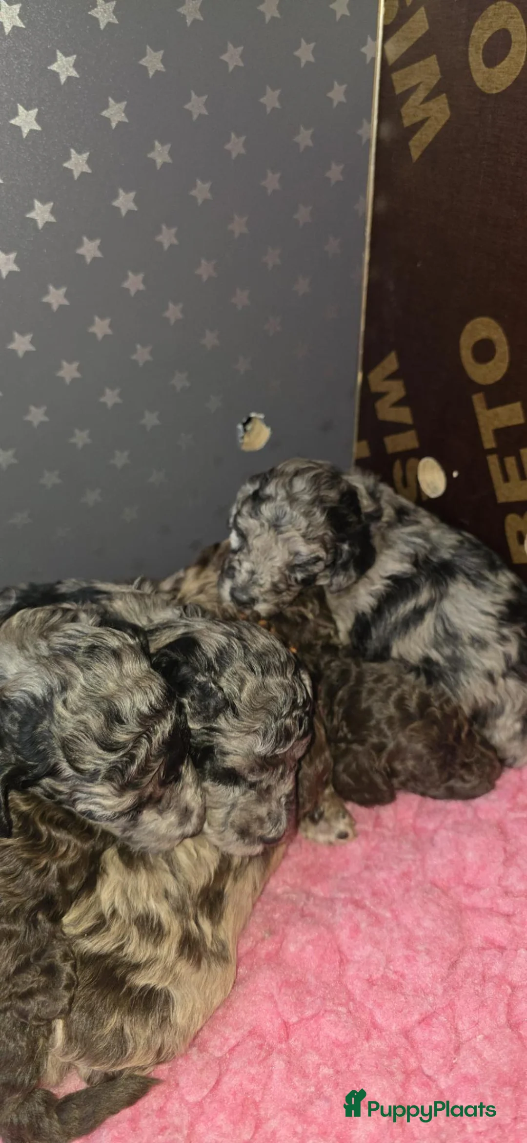 Labradoodle honden te koop: Mooie mini labradoodle puppies  - Advertentie 2
