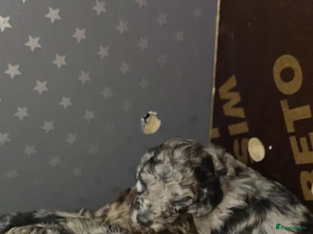 Labradoodle honden te koop: Mooie mini labradoodle puppies - Advertentie 2