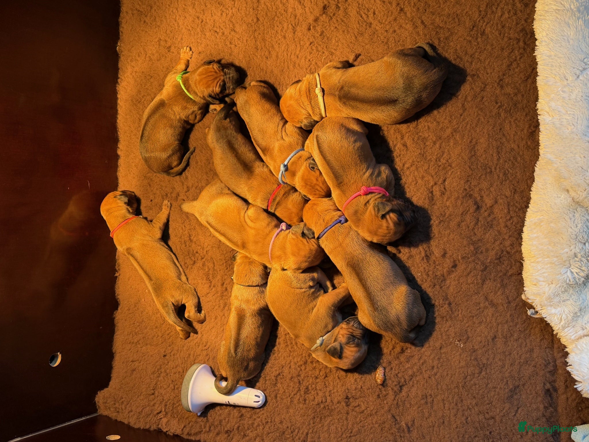 Rhodesian Ridgeback honden Rhodesian Ridgeback puppy's - Advertentie 1