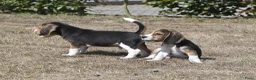 Beagle honden te koop: Prachtige Beagle pups met stamboom ! - Advertentie 18