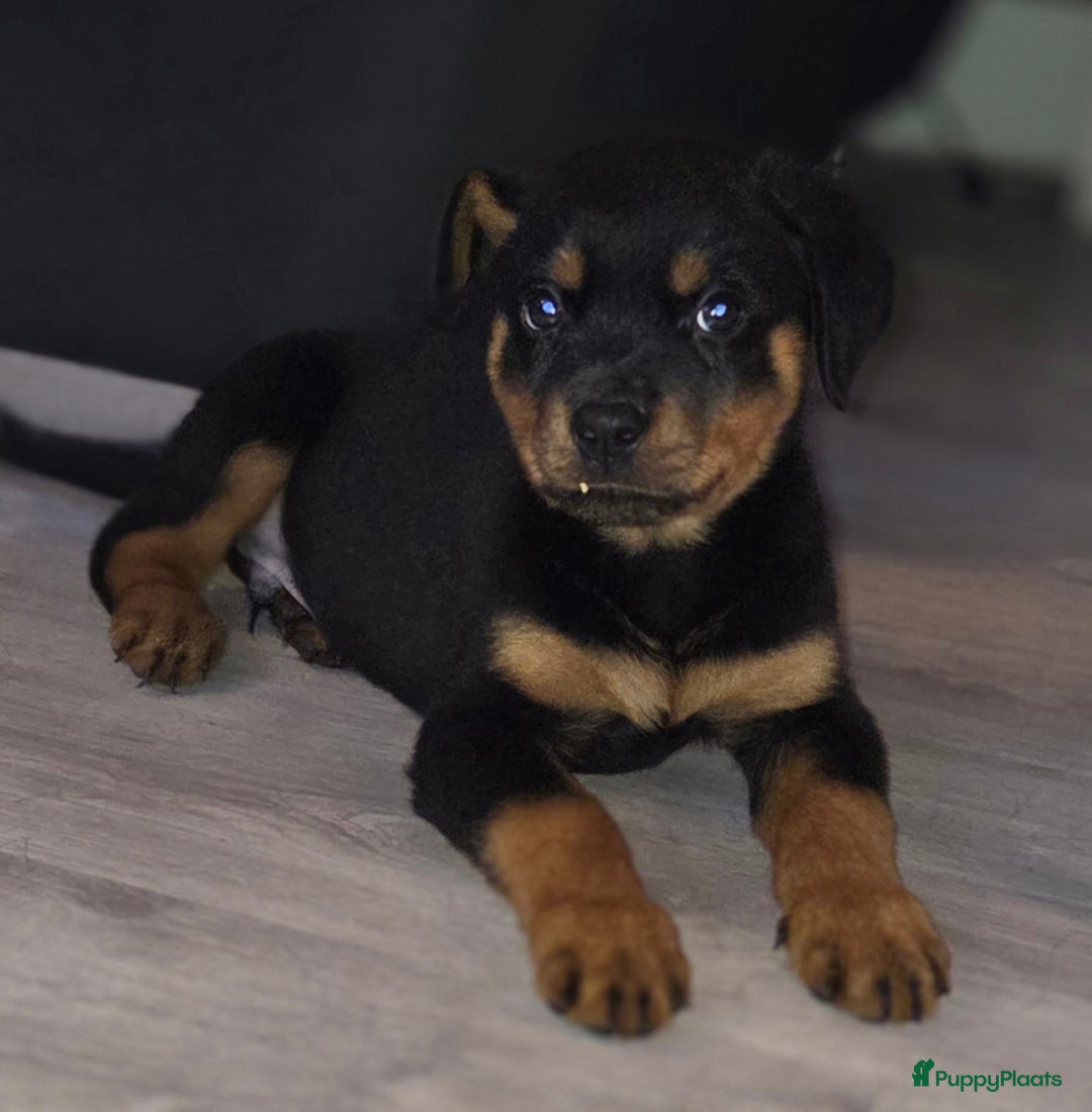 Rottweiler honden te koop: Rottweiler pups  - Advertentie 1
