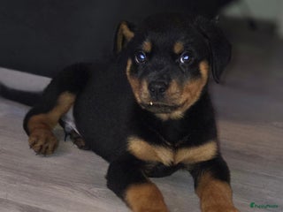 Rottweiler honden Rottweiler pups - Advertentie 3