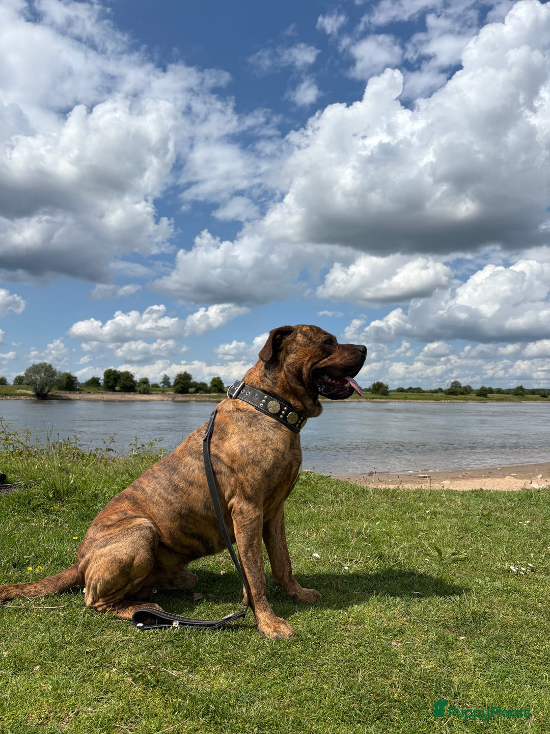Cane Corso honden te koop: Cane corso pups - Advertentie 12