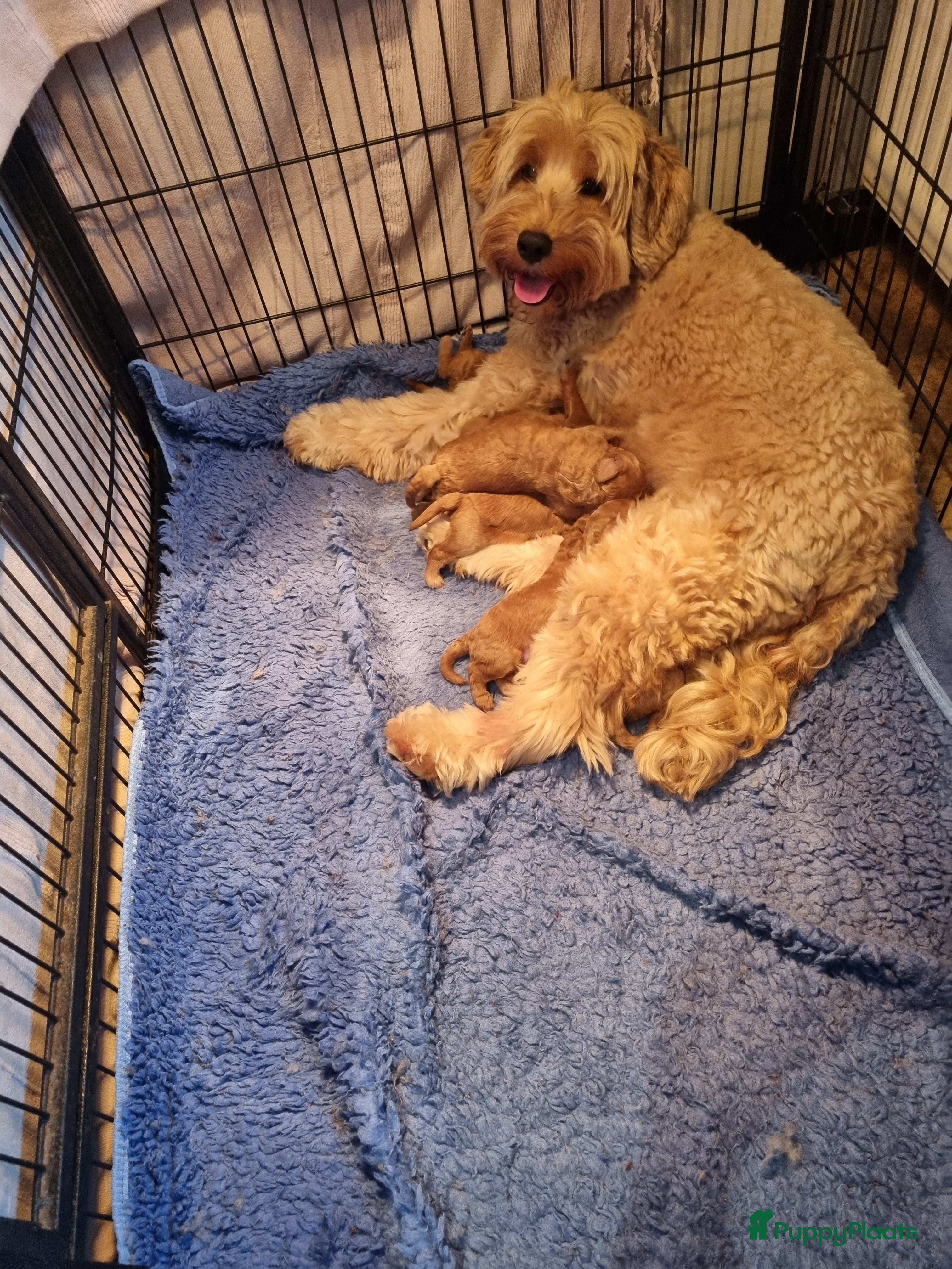 Labradoodle honden Mini doodle - Advertentie 6