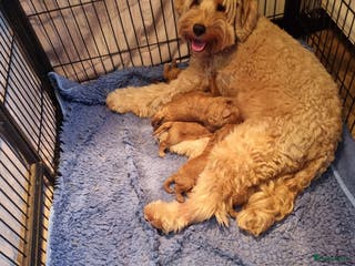 Labradoodle honden Mini doodle - Advertentie 6