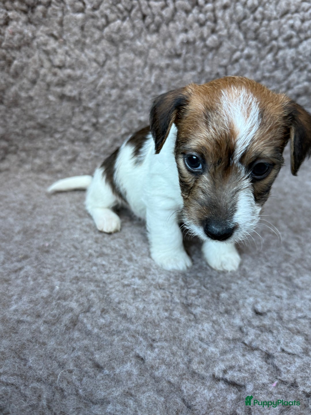 Jack Russel Terriër honden te koop: Ruwharige Jack Russel pups te koop - Advertentie 6
