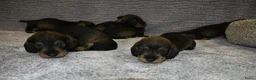 Ruwhaar Teckel honden te koop: Ruwhaar Dwerg/Kaninchen teckel pups met stamboom. - Advertentie 8
