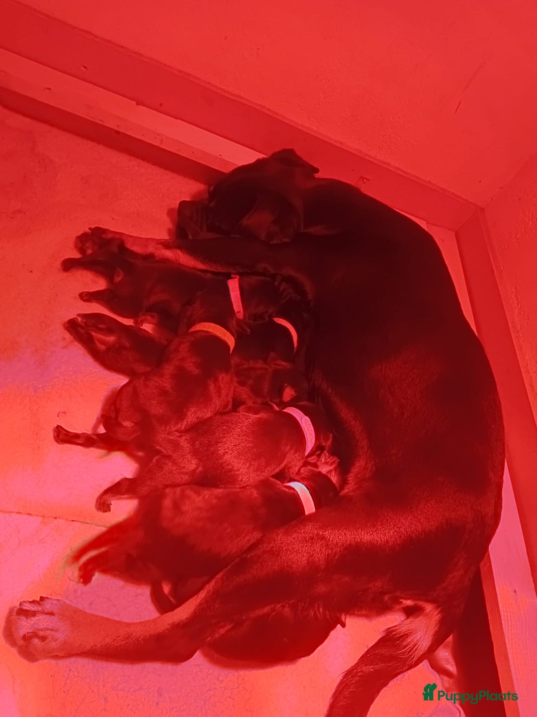 Kruising honden te koop: Carlin Pinscher Pups - Advertentie 11