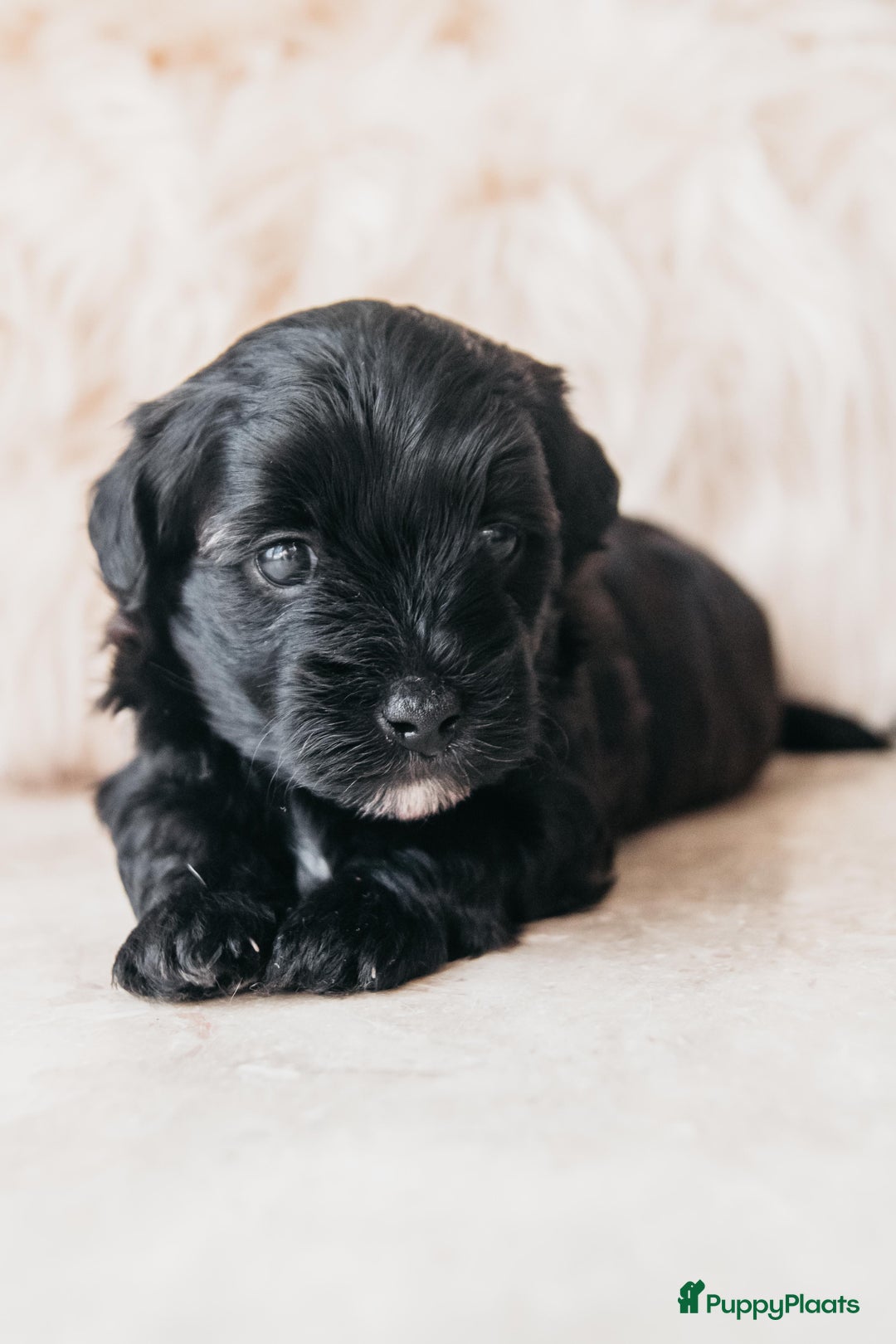 Maltipoo honden te koop: Maltipoo pup - Advertentie 3