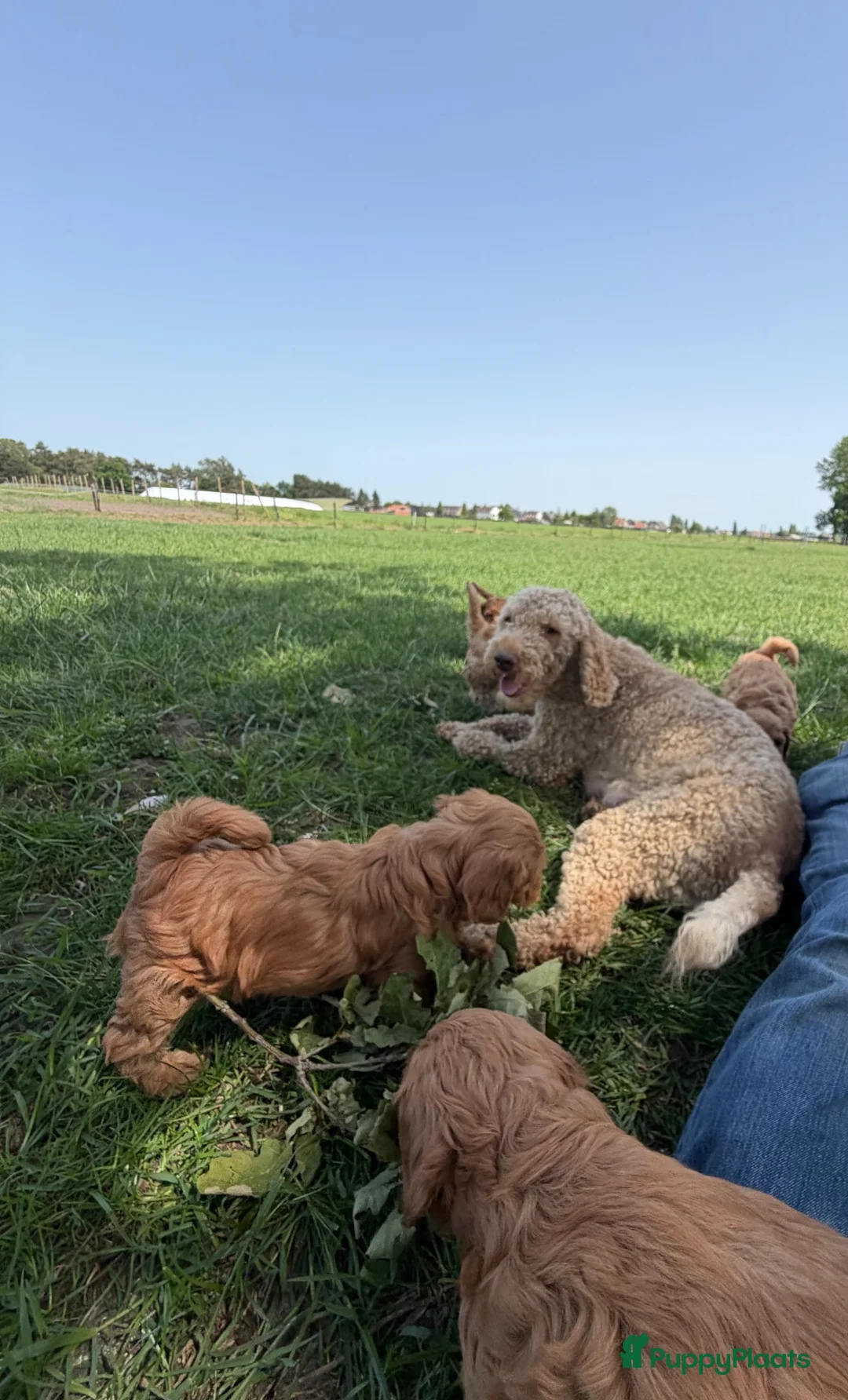 Labradoodle honden te koop: Mooie mini Labradoodle pups! - Advertentie 2