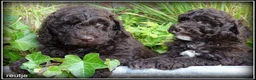 Labradoodle honden te koop: Labradoodle mini +/- 40 cm Mogen het nest verlaten - Advertentie 8