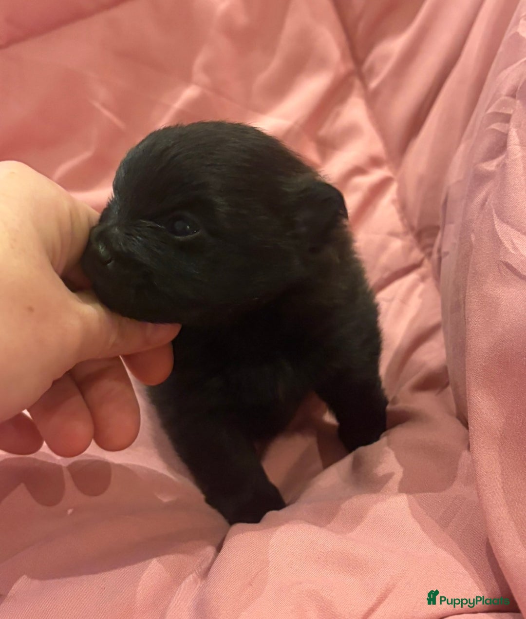 Pomeriaan honden te koop: Pomeriaan pups  - Advertentie 21