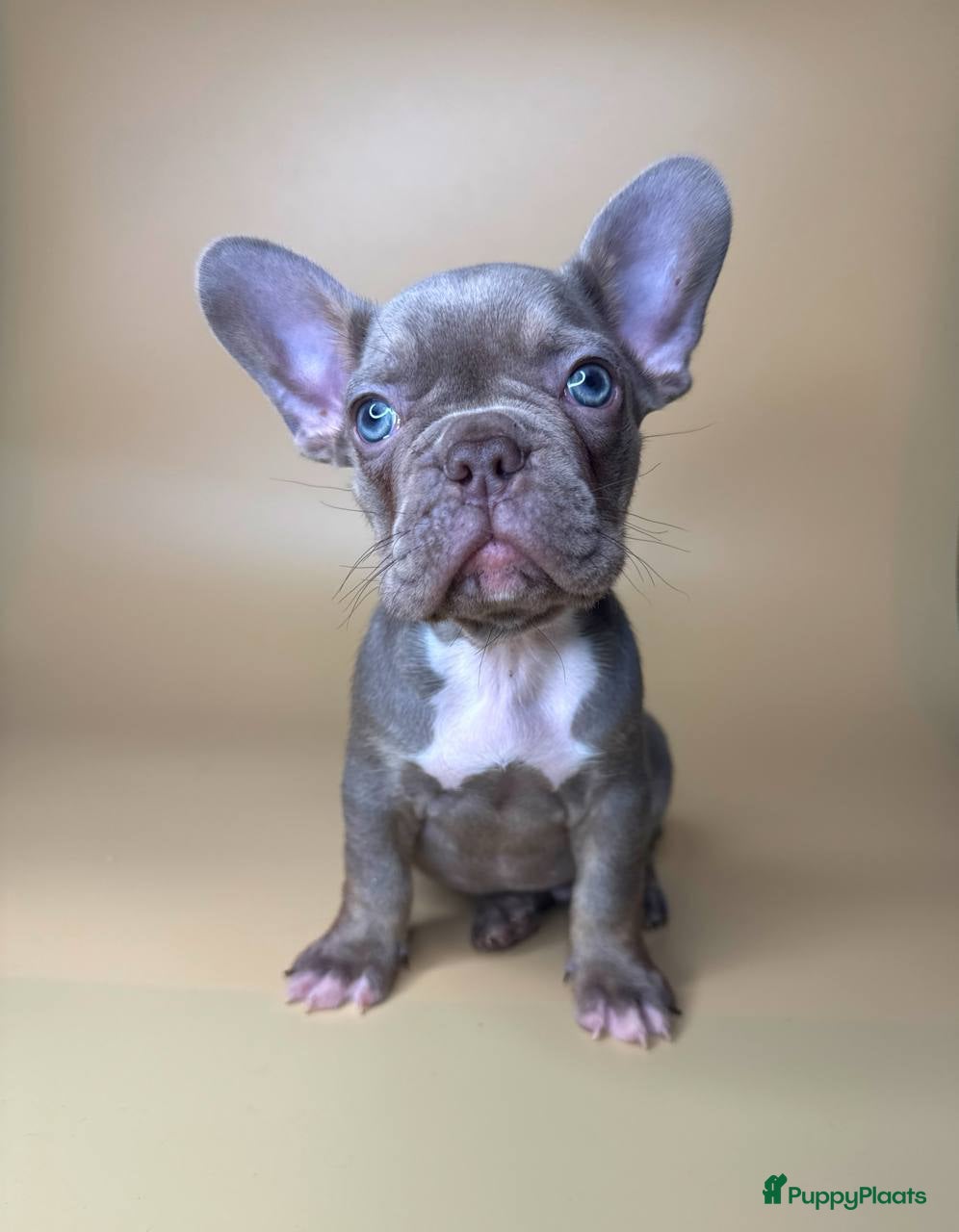 Franse Bulldog honden Franse Bulldog - Advertentie 1