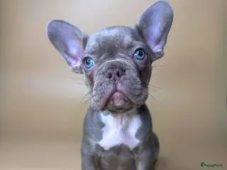 Franse Bulldog honden Franse Bulldog - Advertentie 1