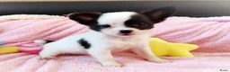 Chihuahua honden te koop: Nog 3 unieke en super schattige chihuahua puppys! - Advertentie 3