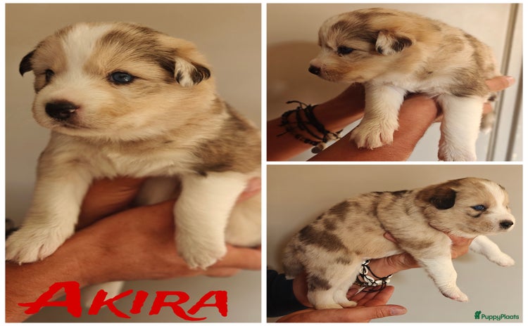 Kruising honden - Advertentie 1