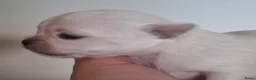 Chihuahua honden te koop: 2 chihuahua teefjes - Advertentie 4