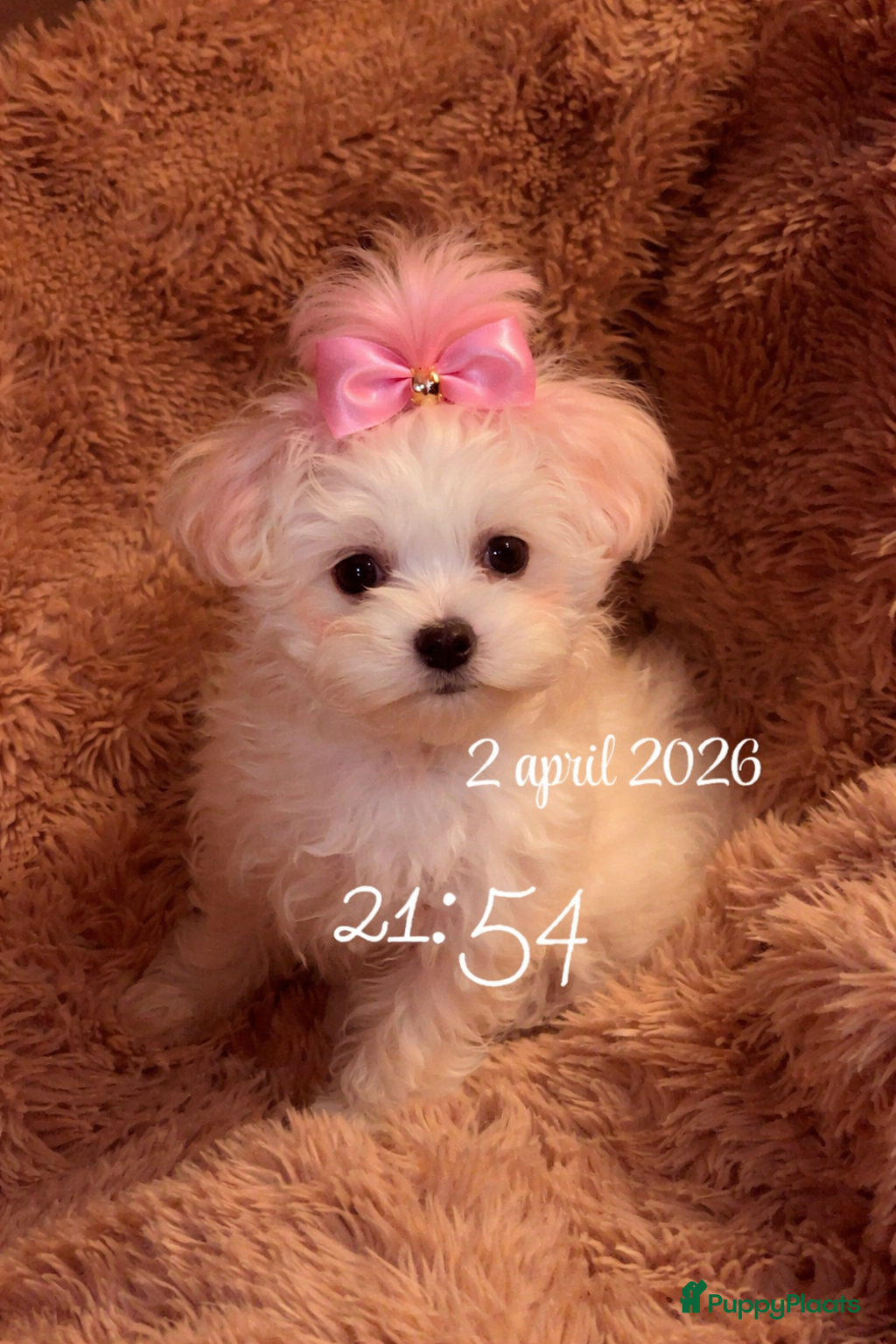 Maltezer honden Mini malzeter  - Advertentie 2