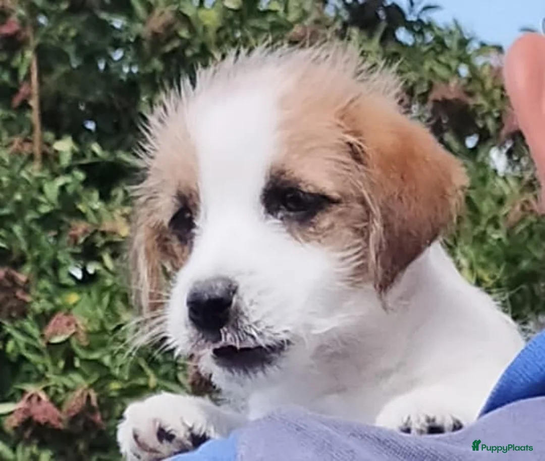 Jack Russel Terriër honden te koop: Jack Russell terriër pups met Stamboom - Advertentie 2