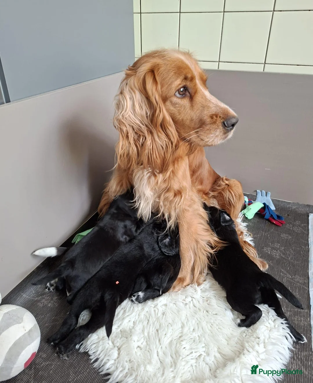 Kruising honden te koop: Friese stabij/engelse cocker spaniel  in Kinderdijk - Advertentie 2