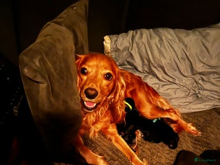 Kruising honden Nestje superschattige Sprocker Spaniel - Advertentie 2