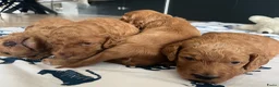 Australian Labradoodle honden te koop: Rood/Abrikoos Australian Labradoodle Puppy's - Advertentie 8