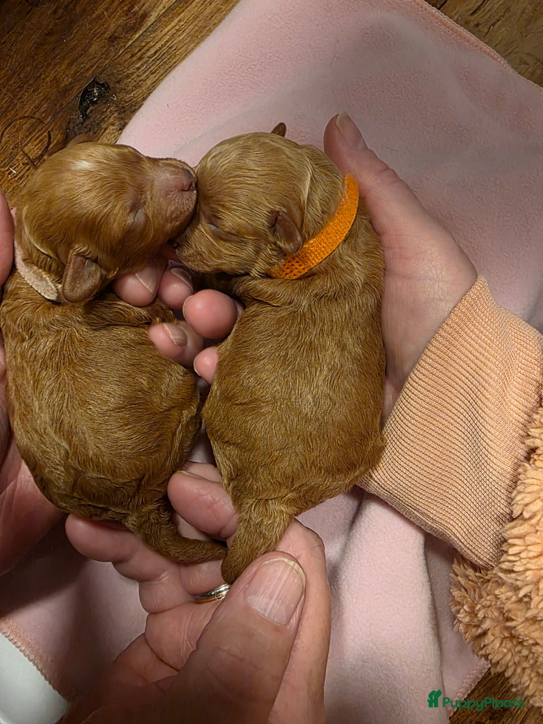 Dwergpoedel honden te koop: Xenna drachtig van 5 puppy's  - Advertentie 6