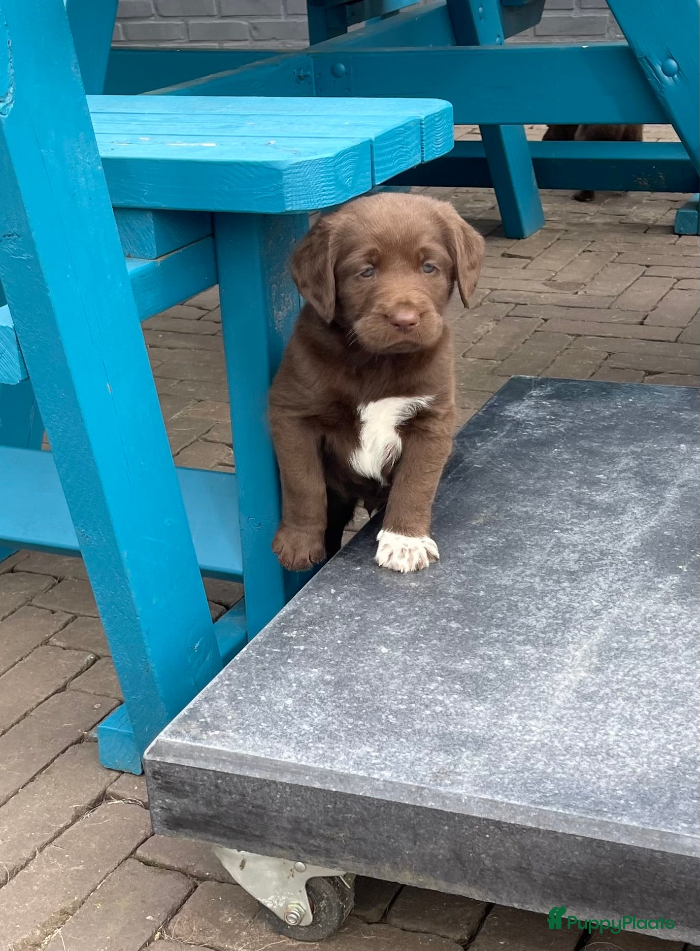 Labradoodle honden 5 unieke Labradoodles bruin met witte aftekeningen - Advertentie 5