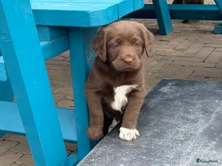 Labradoodle honden 5 unieke Labradoodles bruin met witte aftekeningen - Advertentie 5