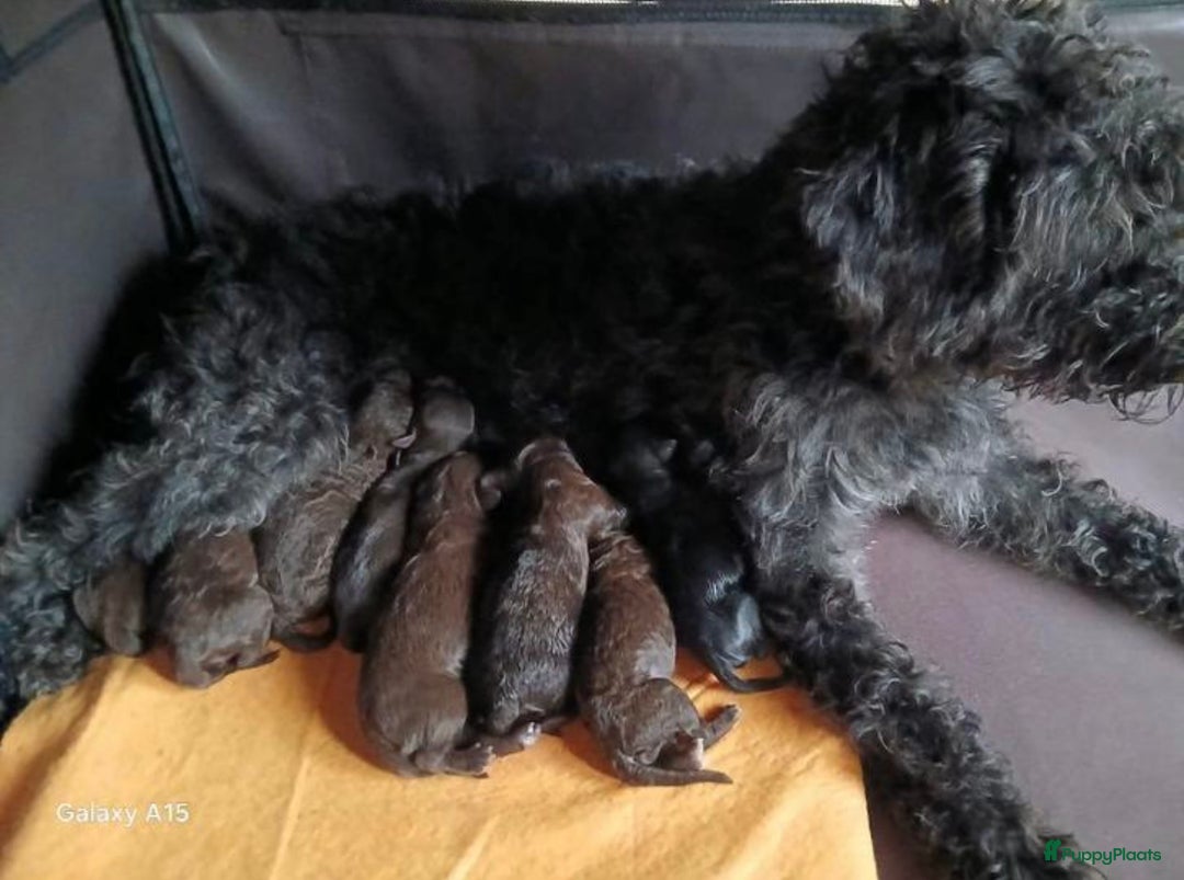 Kruising honden te koop: nestje kruising Waterhond, labradoedel look-a-like - Afbeelding 9
