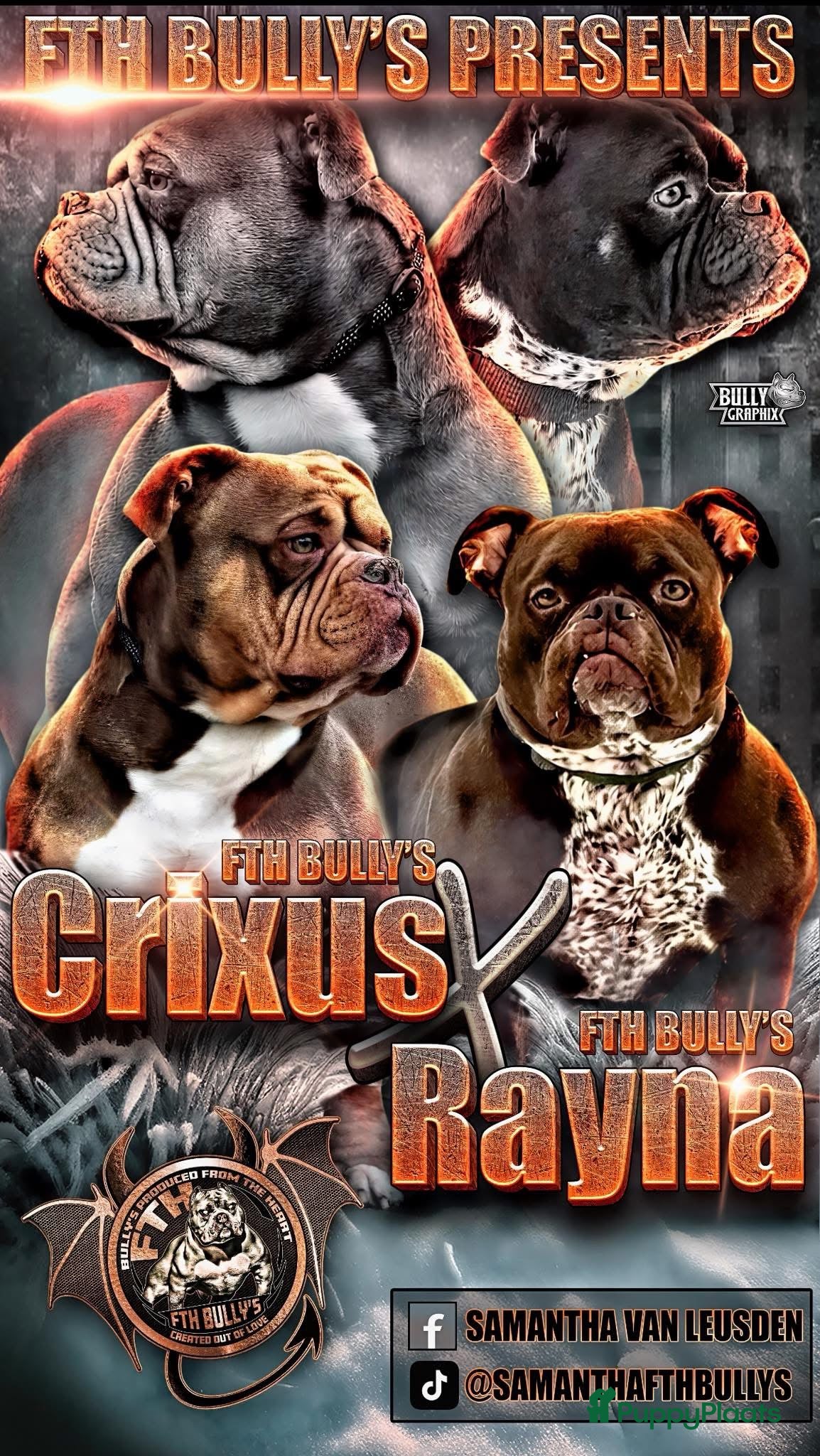 Amerikaanse Bully honden American Bully pups met ABR stamboom in Veldhoven - Advertentie 1