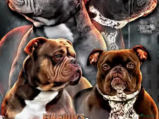 Amerikaanse Bully honden American Bully pups met ABR stamboom in Veldhoven - Advertentie 1
