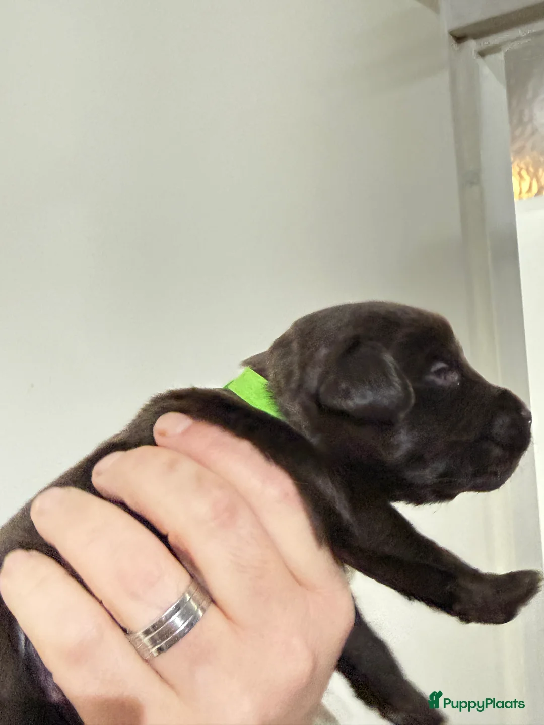 Labradoodle honden te koop: Hele mooie chocolade labradoodle puppy’s  - Advertentie 15