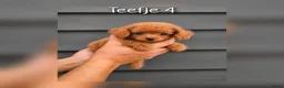 Cavapoo honden te koop: Prachtige Cavapoo pups beschikbaar  - Advertentie 4