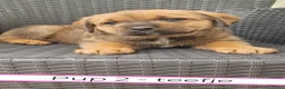Kruising honden te koop: Rottweiler x moskovitische waakhond in De Westereen - Advertentie 36